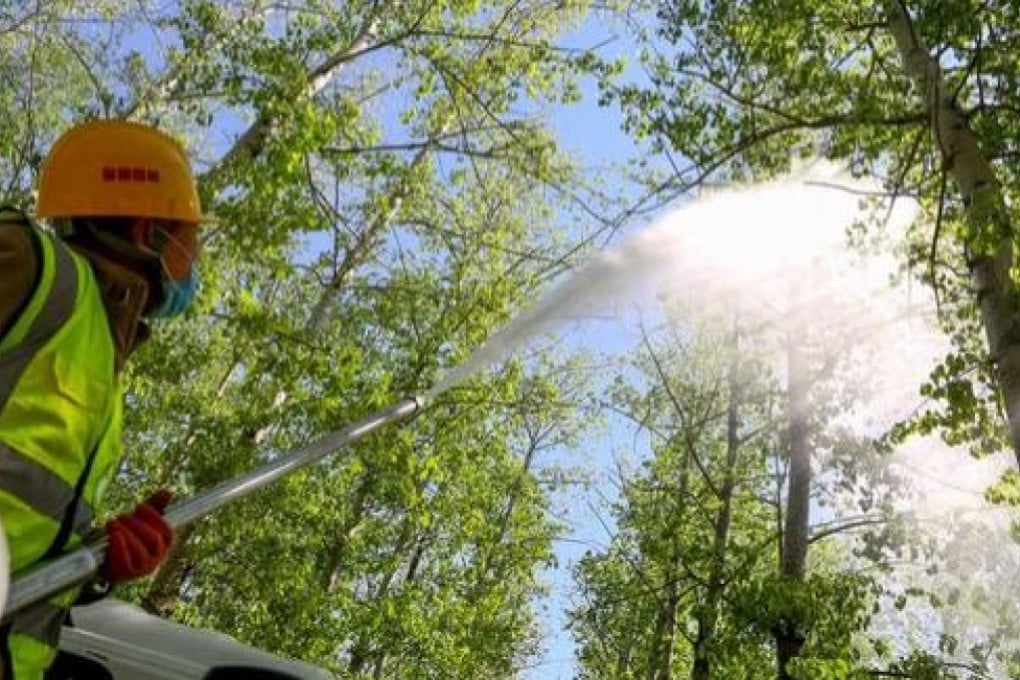 Beijing has created a map of female poplar and willow trees in an effort to control the catkins on the city’s streets each spring. Photo: Sina