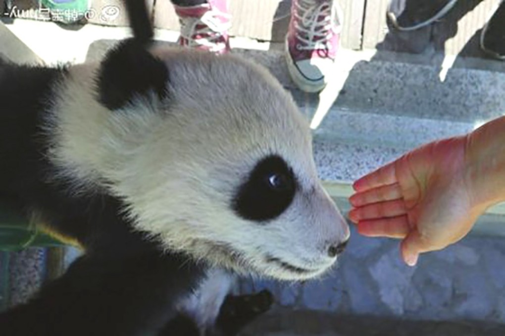 A woman upset social media users with this image of her petting a panda cub. Photo: Weibo