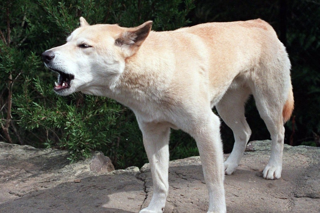 An Australian wild dingo dog. Photo: AP