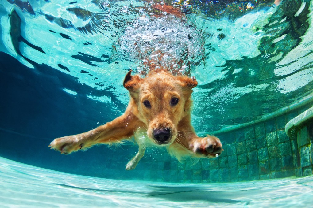 Hydrotherapy for dogs allows them to exercise and play without putting any weight on joints. It helps dogs with arthritis or hip dysplasia, and those recovering from hip or spinal surgery, making them stronger and more mobile.
