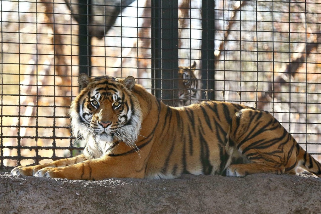 Sanjiv, a Sumatran tiger at the Topeka Zoo in Topeka, Kansas. Photo: The Topeka Capital-Journal via AP
