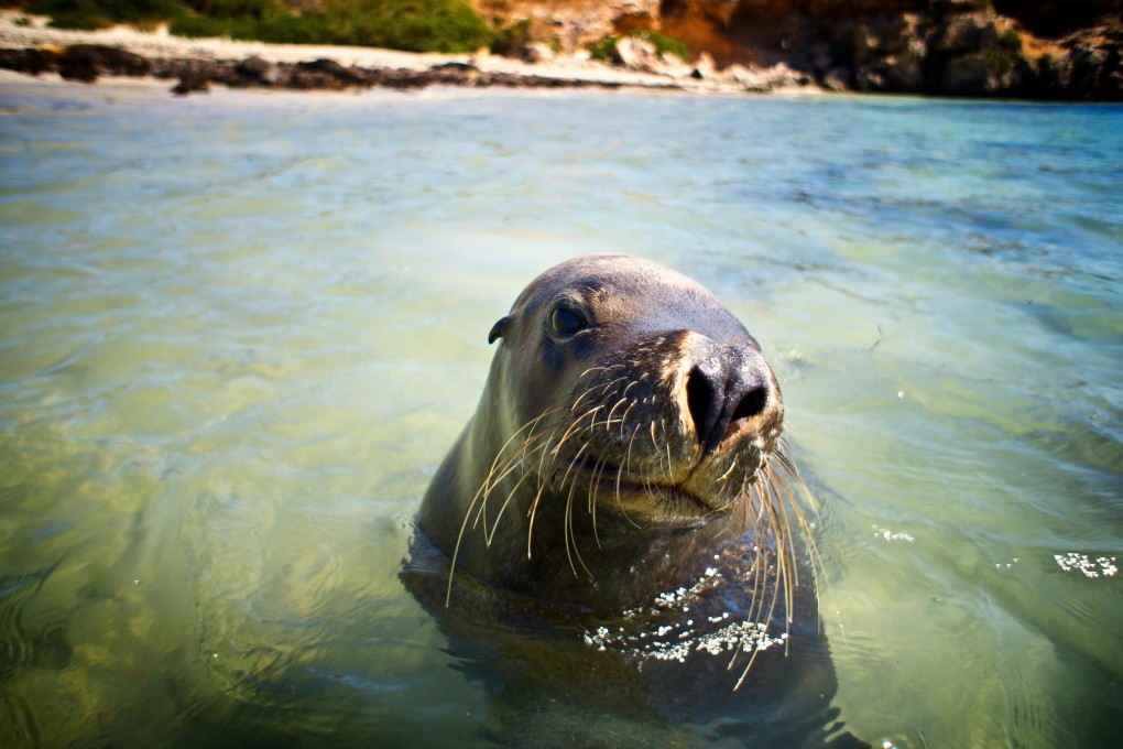 An Australian sea lion on Seal Island, in Shoalwater Islands Marine Park, in Western Australia. Photo: Alamy