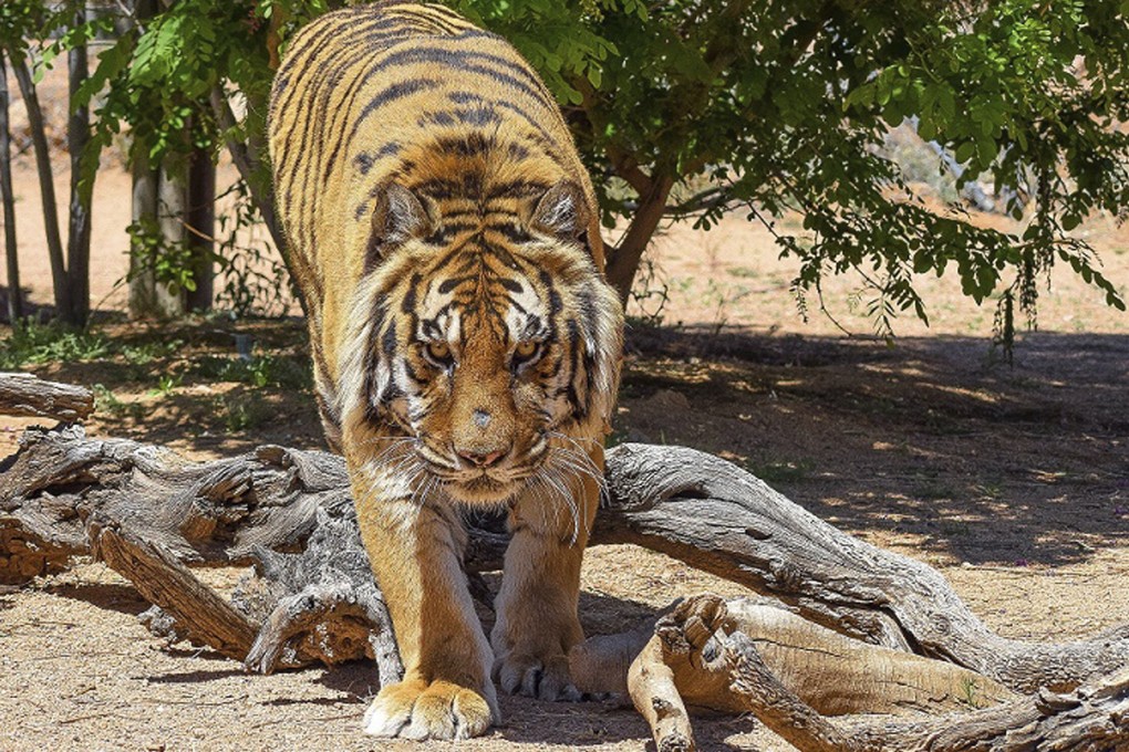 Bowie the Bengal tiger. Photo: AP