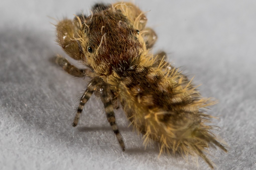 A new species of jumping spider called Uroballus carlei was discovered in Hong Kong by biologist Stefan Obenauer.