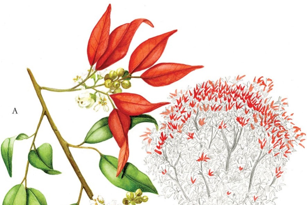 Pentaphylax euroides from Portraits of Trees of Hong Kong and Southern China.