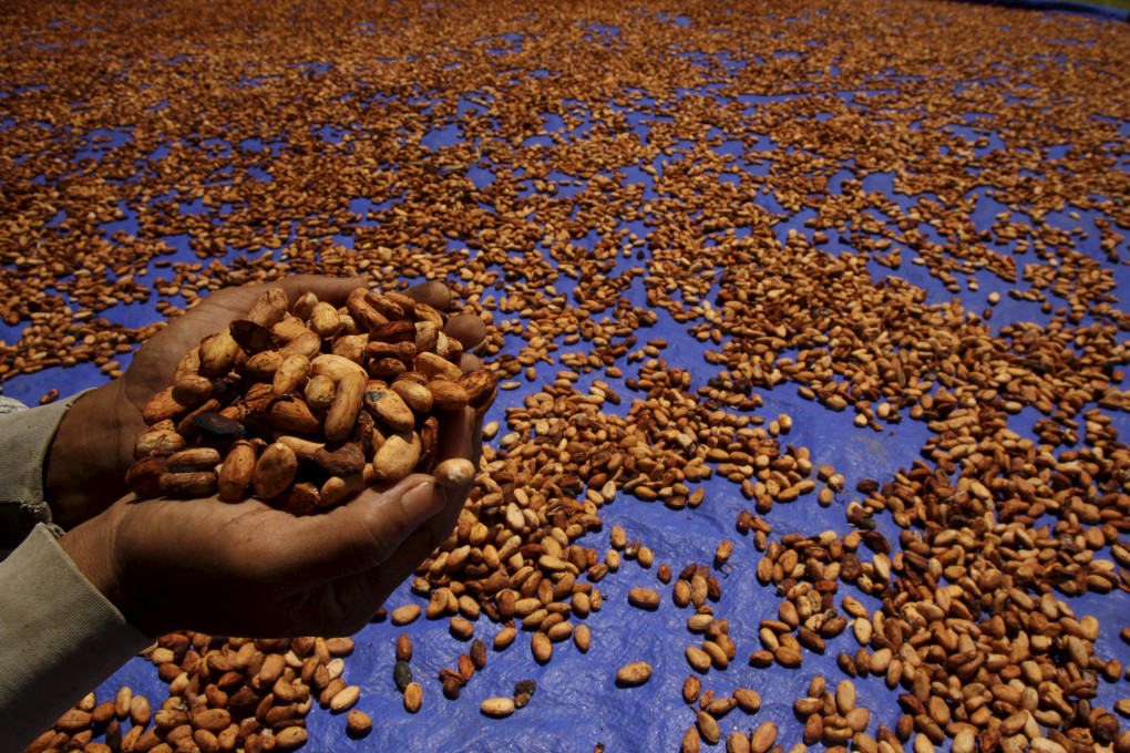 A farmer holds up dried cocoa beans at a plantation in Sulawesi, Indonesia. Photo: Reuters