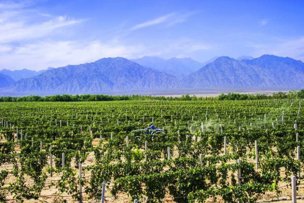 Vineyards at the eastern foothills of the Helan Mountains, also known as the Alashan Mountains, in the Ningxia Autonomous Region. Photo: Ningxia government