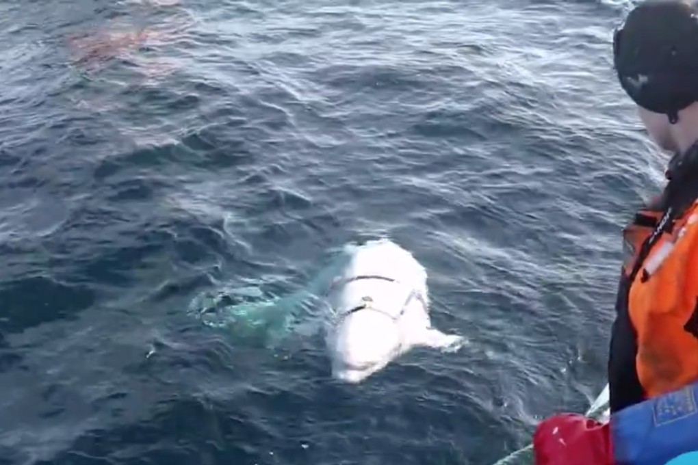 The white whale in its harness harassing a fishing boat. Photo: NRK