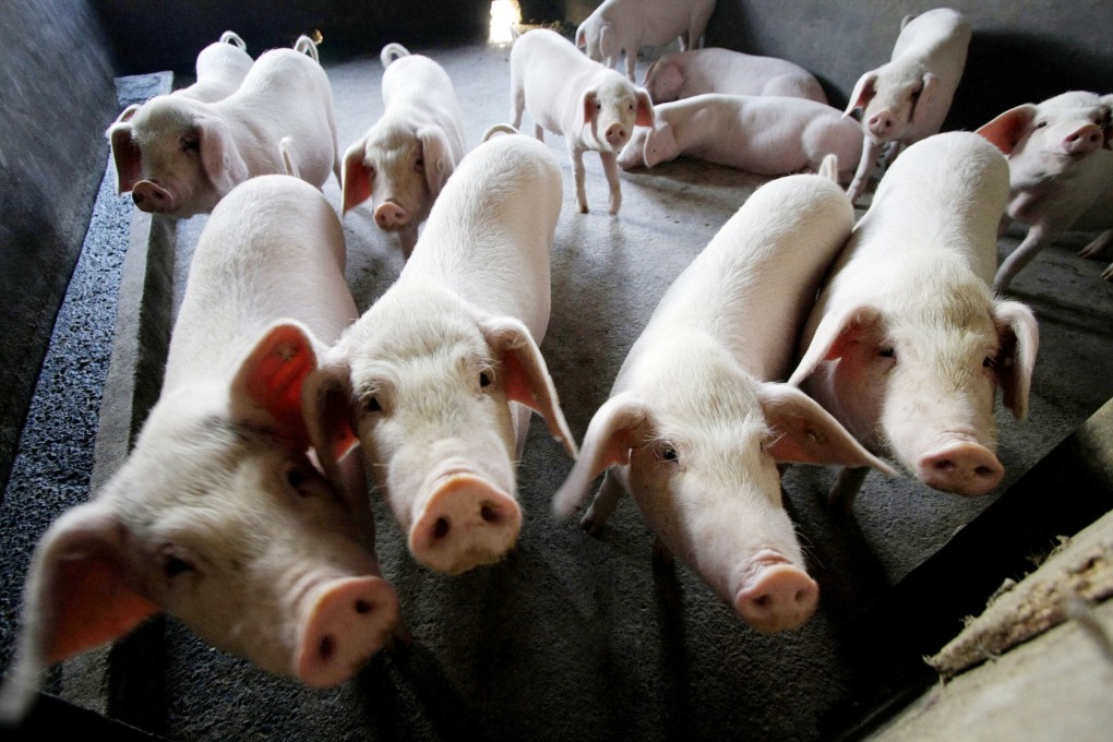 A pig farm in China’s southern Jiangsu province. We can expect a sharp fall in domestic pork production for the coming two years at least, David Dodwell writes. Photo: AP