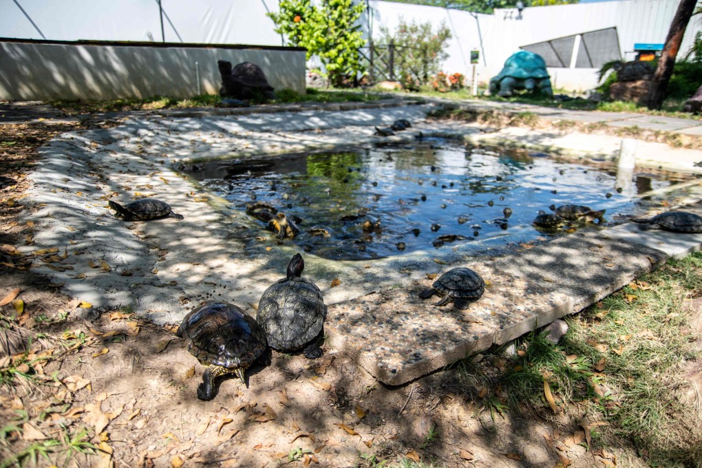 A pond full of red-eared sliders at the Live Turtle and Tortoise Museum in Singapore. Photo: AFP
