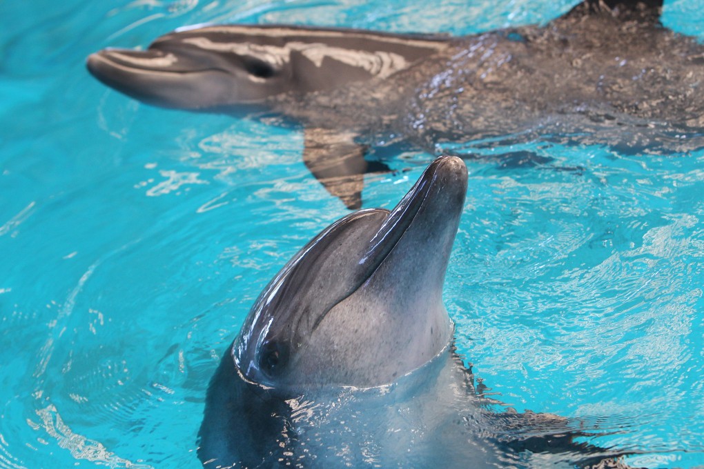 Indo-Pacific bottlenose dolphins at Ocean Park. Photo: Sam Tsang
