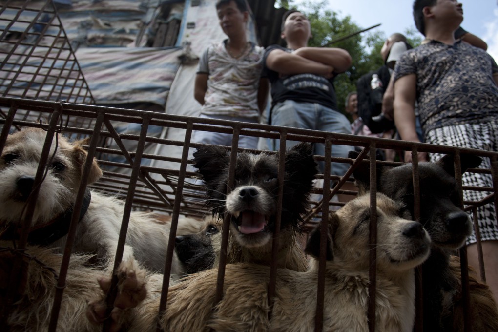 The World Dog Show is being held in Shanghai but critics say it has no place in China while consumption of canine meat remains widespread. Photo: AFP