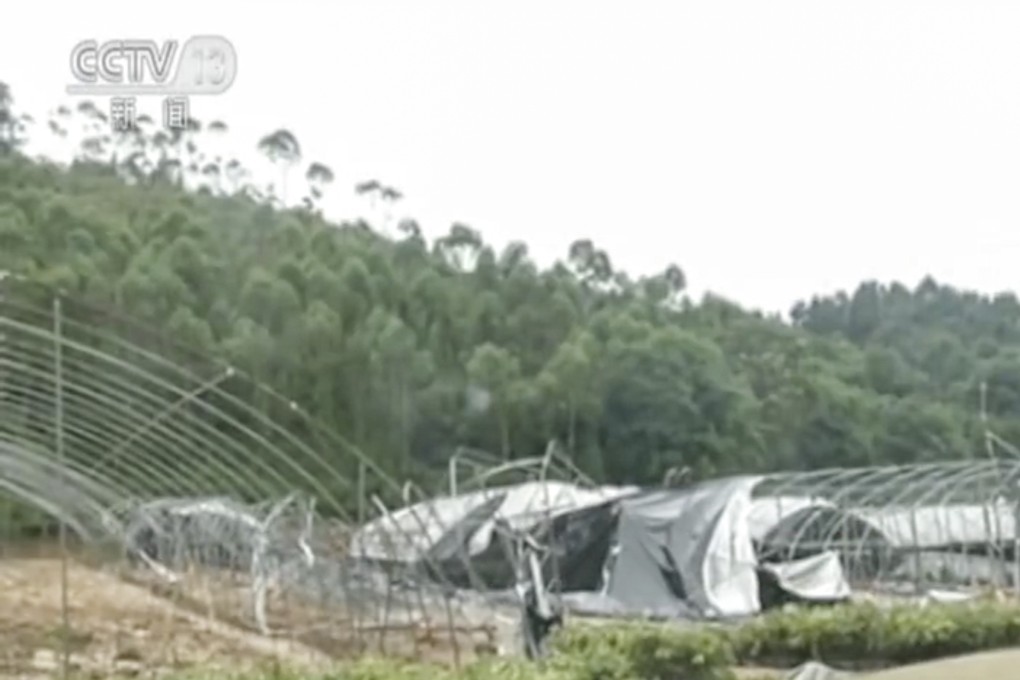 Storm damage at a peacock farm enabled thousands of the birds to escape. Photo: Weibo