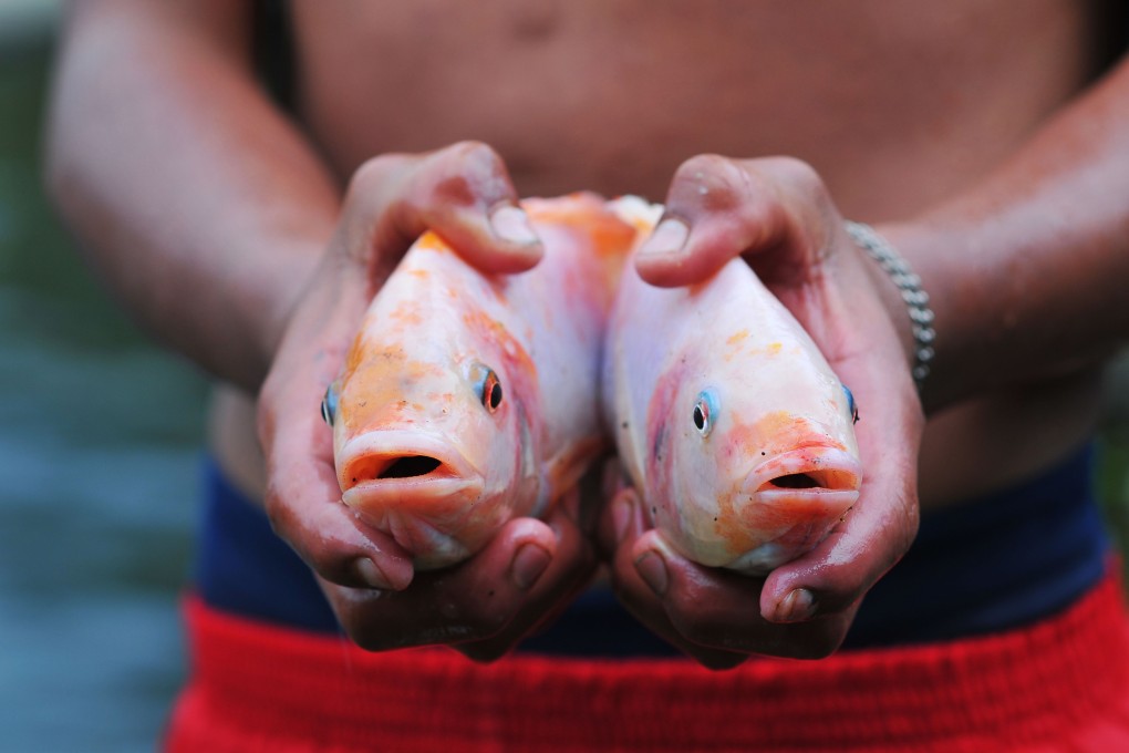 The tilapia is a key source of protein for people in the developing world, but global stocks are under threat from a deadly virus. Photo: Alamy