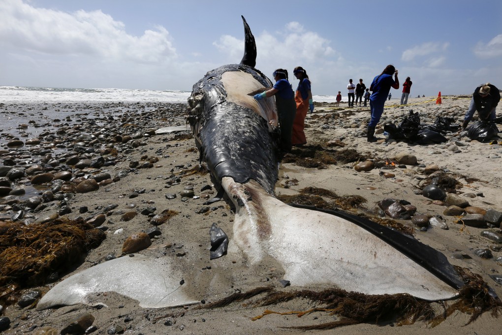 Biologists from the National Oceanic and Atmospheric Administration take tissue and skin samples from a decomposing grey whale in April 2016. Photo: Los Angeles Times via TNS