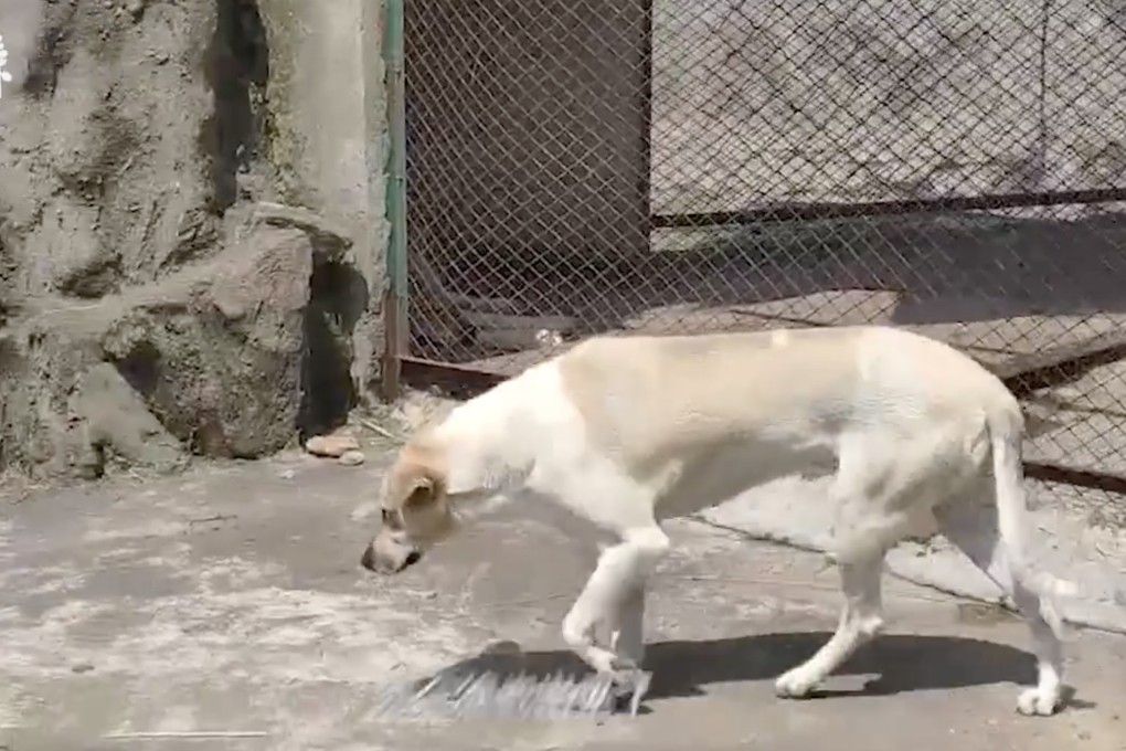 Visitors say they only saw a dog in the wolf enclosure at a zoo in Wuhan on the weekend. Photo: Thepaper.cn