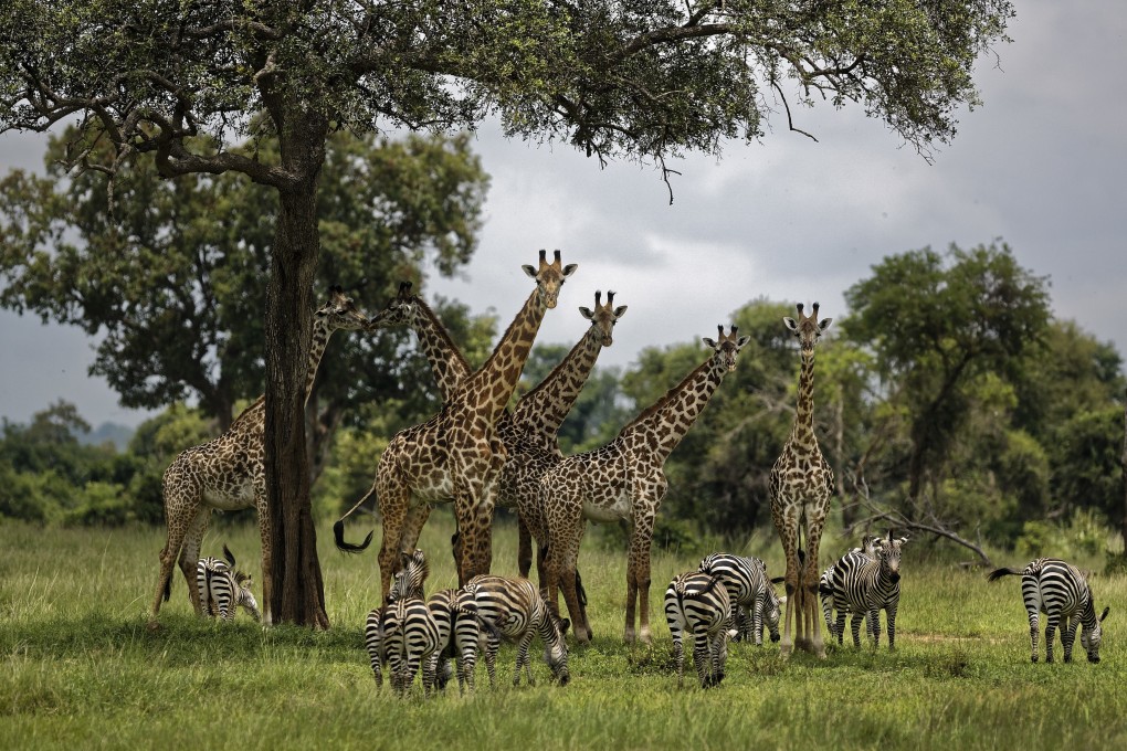 Giraffes and zebras congregate under the shade of a tree in the afternoon in Mikumi National Park, Tanzania. Photo: AP