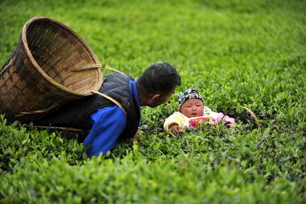 A farmer plays with his grandchild while plucking tea leaves at a tea garden in central Hubei province’s Enshi city. Local farmers live on planting tea on the 47,390,000 square metre tea gardens. Photo: Xinhua