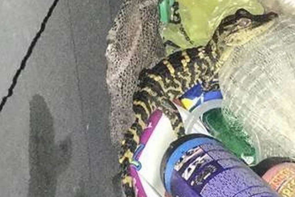The baby alligator the woman pulled out of her pants. Photo: TNS