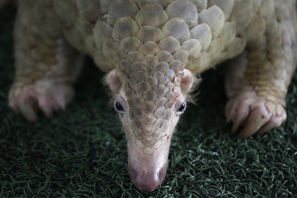 Pangolins are among the world’s most trafficked animals. Photo: AP