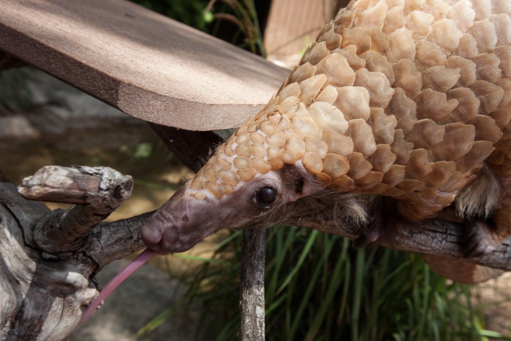 The Asian pangolin is one of the world’s most trafficked wild animals.