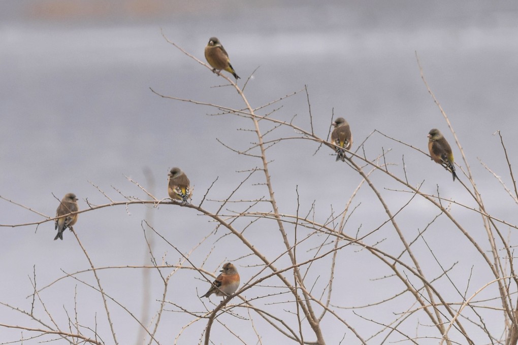 Oriental greenfinches and a brambling in Huairou District, Beijing. Photo: Shi Jin