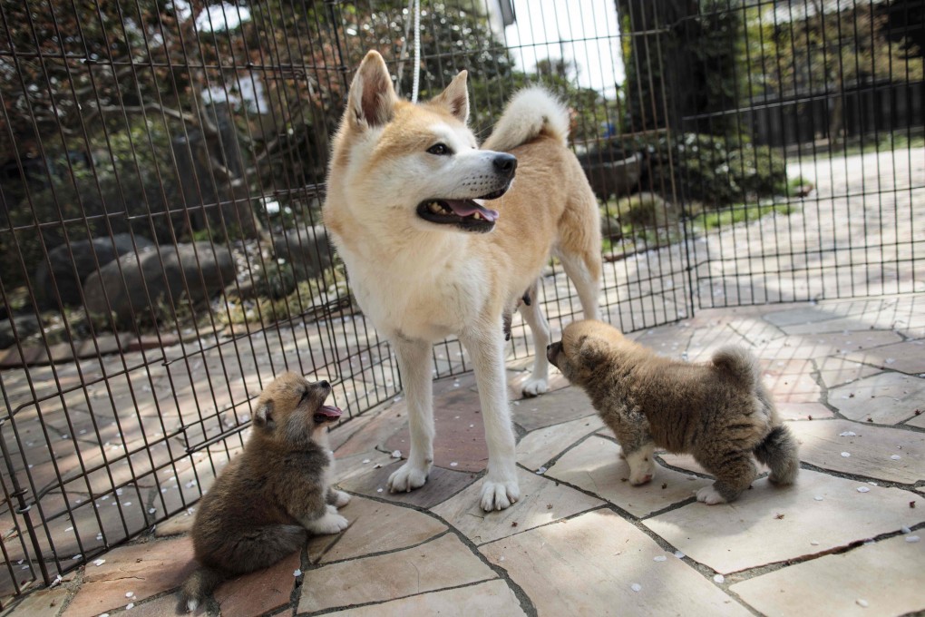 An Akita dog and her puppies at a breeding centre in Takasaki, Gunma prefecture. Photo: AFP