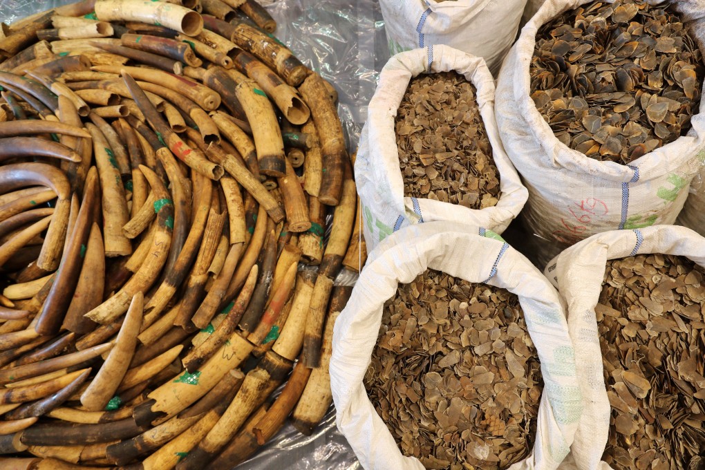 Pangolin scales and elephant tusks seized by Hong Kong Customs, seen at a February briefing on combating the smuggling of endangered species. Hong Kong should take the lead in stemming the haemorrhaging of the world’s wildlife. Photo: Winson Wong