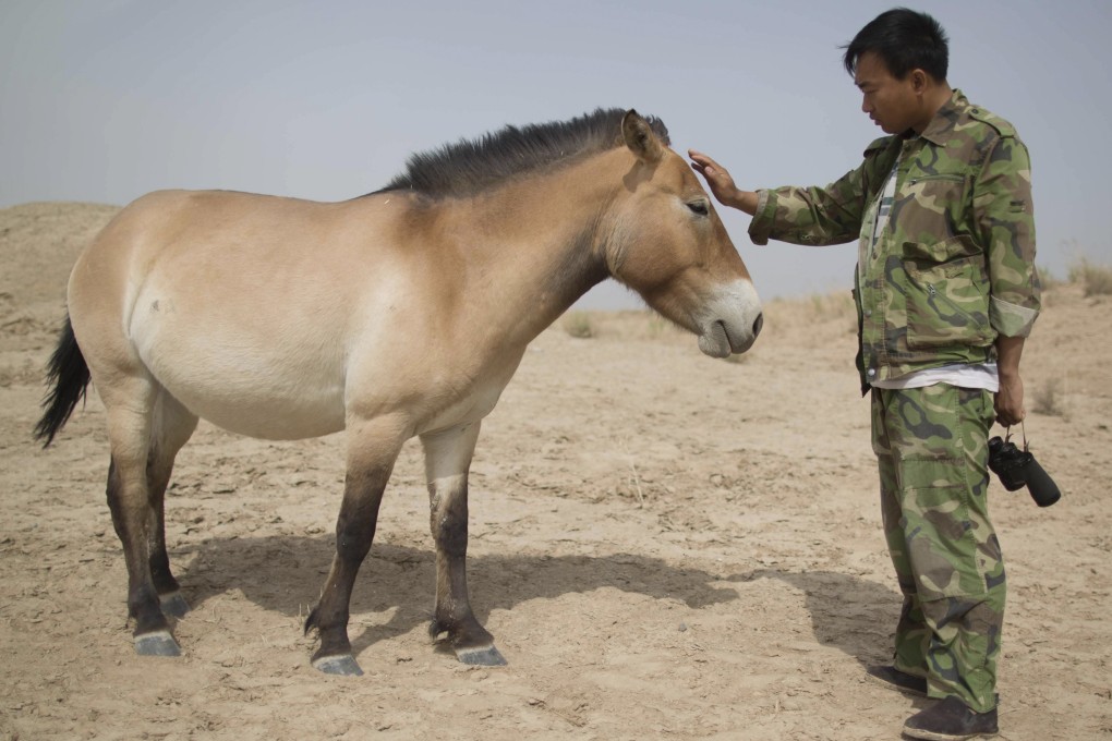 A keeper pets a Przewalski’s horse at the West Lake national nature reserve area near Xihu, in northwestern China’s Gansu province, in May 2013. Once classed as extinct in the wild, the horses, named after a Russian officer and explorer who spotted them around 1880, bear a striking resemblance to those depicted in European cave paintings, with short necks, spiky manes and a yellow hue. Photo: AFP