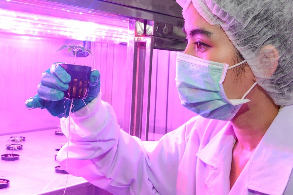 A government pharmaceutical organisation officer monitors a marijuana seedling at a cannabis farm in Thailand. Attitudes appear to be changing in the region, with Thailand legalising medical cannabis and Singapore considering changing its laws. Photo: EPA-EFE