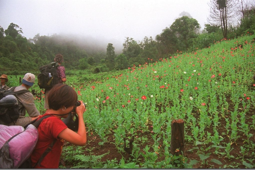 The Doi Tung Development Project is held up by the United Nations as a model for ending narcotic drug cultivation and improving the lives of indigenous communities. Photo: AFP