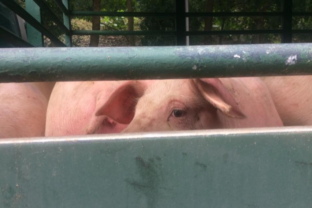 Pigs being unloaded into Tsuen Wan slaughterhouse, which has been closed since Saturday after an African swine fever case elsewhere in Hong Kong. Photo: Handout