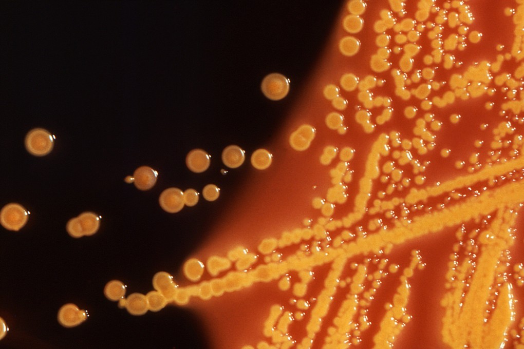 E coli, the bacterium that scientists synthesised in the lab in a two-year project. Photo: Reuters
