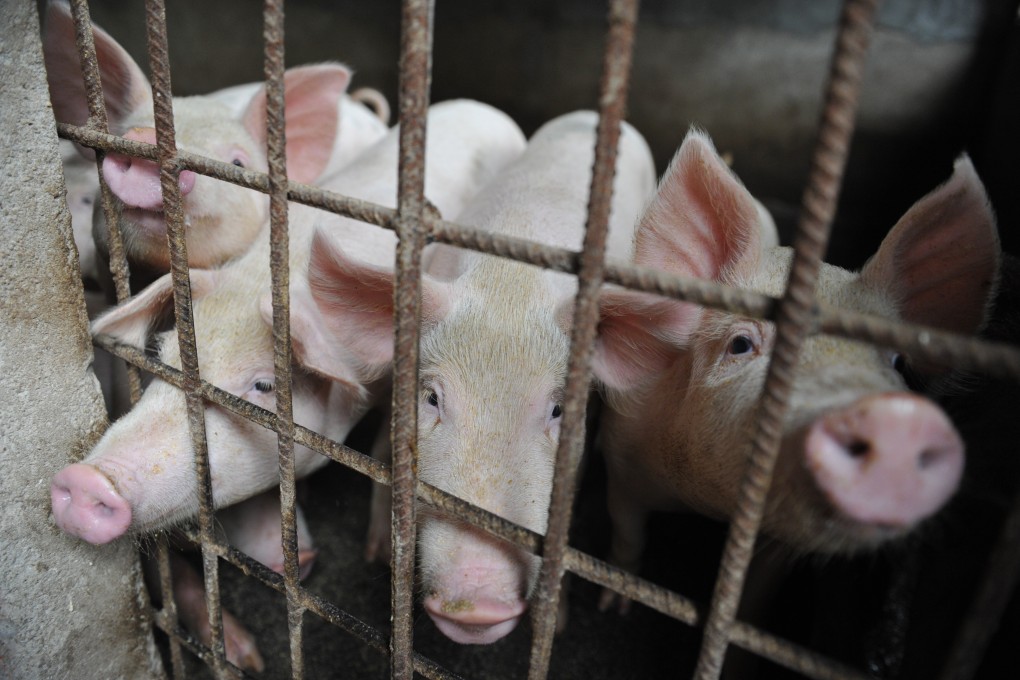 China has been battling African swine fever outbreaks since August. Photo: AP