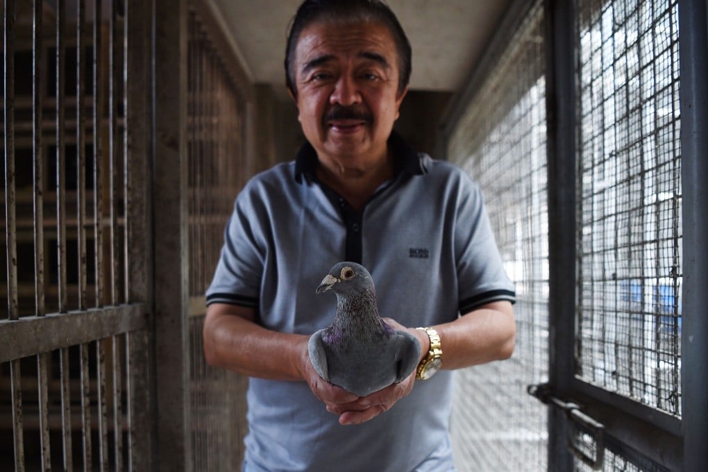Jaime Lim shows one of his racing pigeons at his home in Manila. Photo: AFP