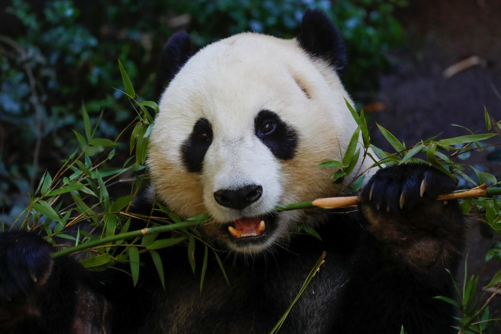 Giant male panda Xiao Liwu eats some bamboo in April before being repatriated to China with his mother Bai Yun, bringing an end to a 23-year-long panda research programme in San Diego. Photo: Reuters