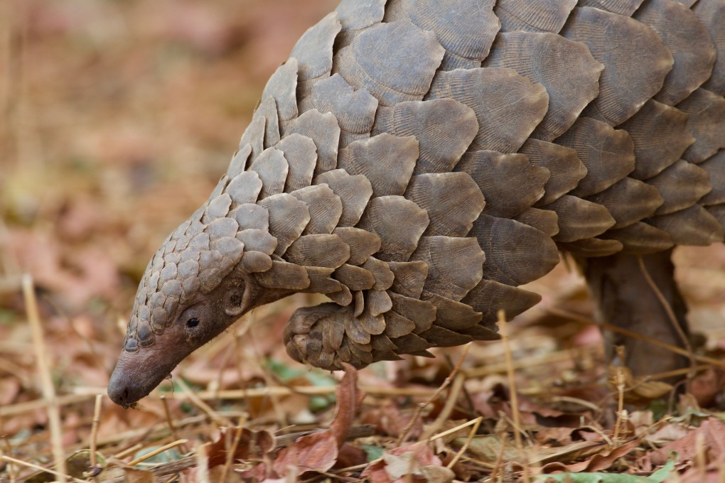 Pangolins are under greater protection but there is concern their scales are still in high demand in some parts of the world. Photo: Shutterstock
