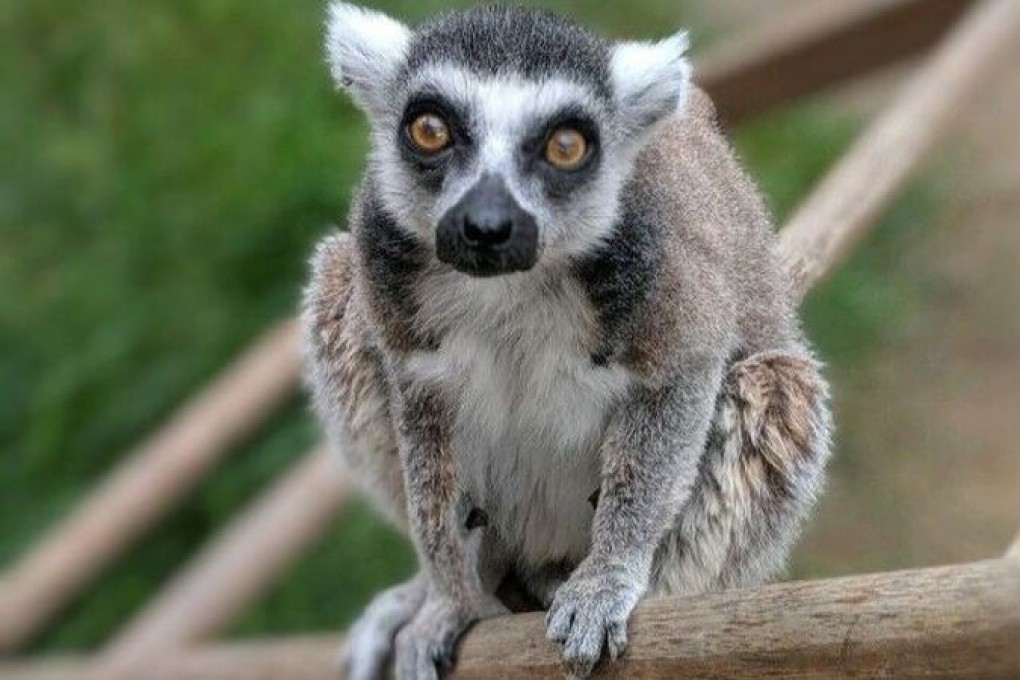 Isaac, the 32-year-old lemur, was returned to the zoo. Photo: US Attorney's Office