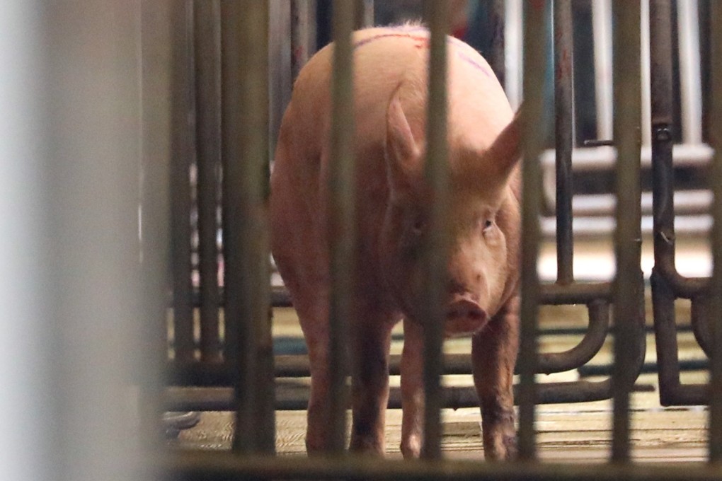 Pig in Hong Kong’s first case of African swine fever is unlikely to have been infected in mainland China. Photo: Felix Wong