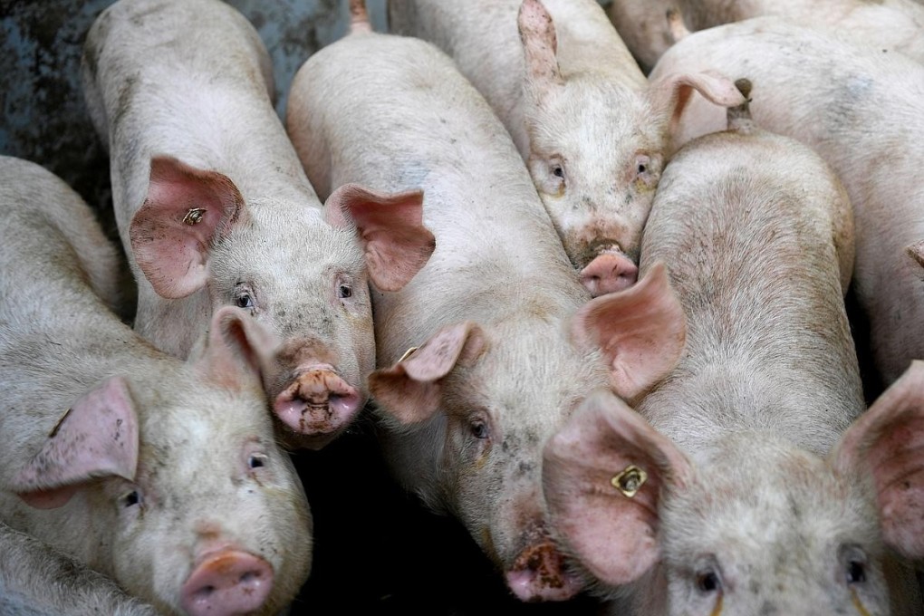 Thailand estimates it could lose up to US$2 billion if 80 per cent of its pigs are infected. Photo: AFP