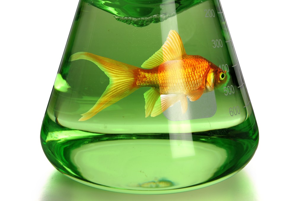 A US start-up is growing fish cells in a plant-based broth to create pieces of fish. Photo: Alamy