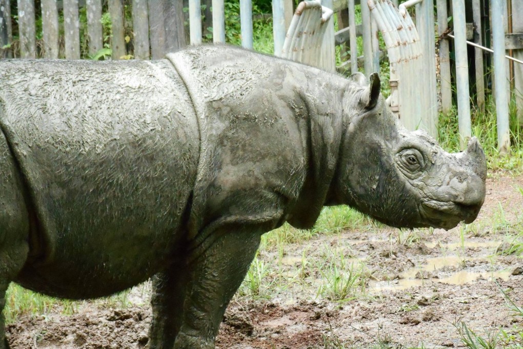 Tam, Malaysia’s last Sumatran rhino, has died of old age. Photo: Borneo Rhino Alliance