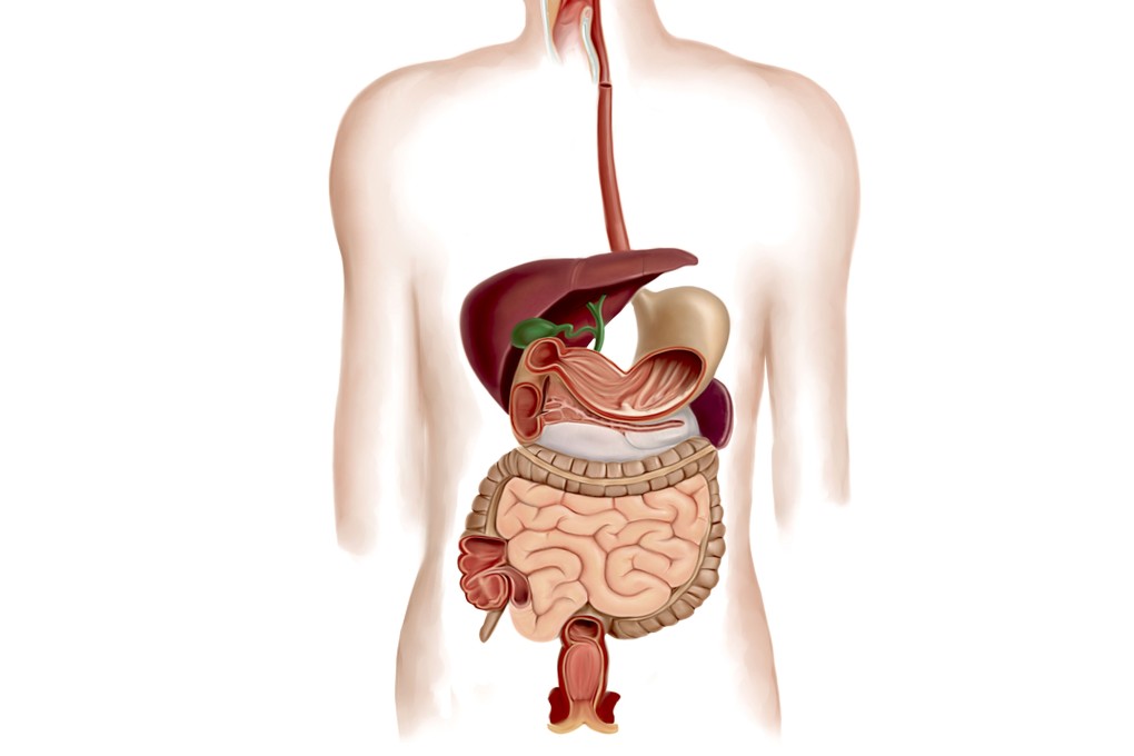 The human digestive system is more vulnerable today to gastrointestinal cancers than ever. Photo: Alamy