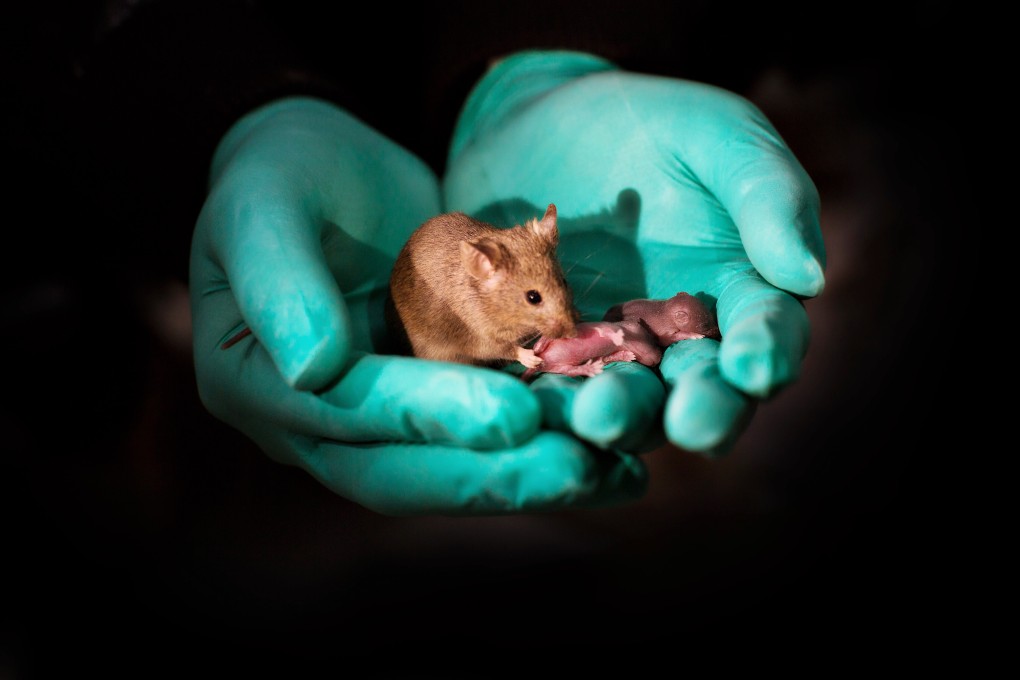 A healthy adult mouse with offspring in a science lab. Photo: Leyun Wang