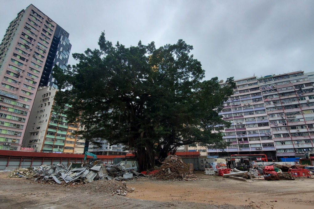 The two banyan trees surrounded by construction waste in the former government compound. Nora Tam