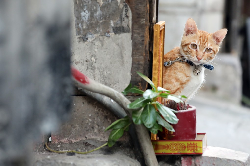More pet owners are putting their furry friends on plant-based diets, but they are particularly bad for cats. Photo: Felix Wong