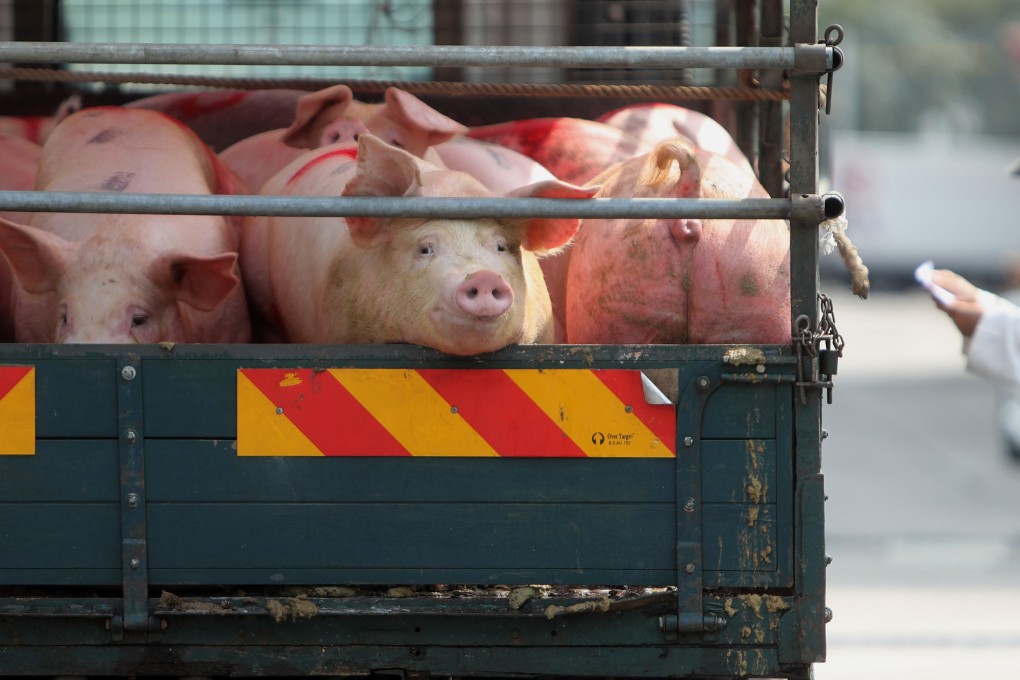 The latest outbreak saw more than 4,000 pigs at Sheung Shui Slaughterhouse destroyed. Photo: Winson Wong