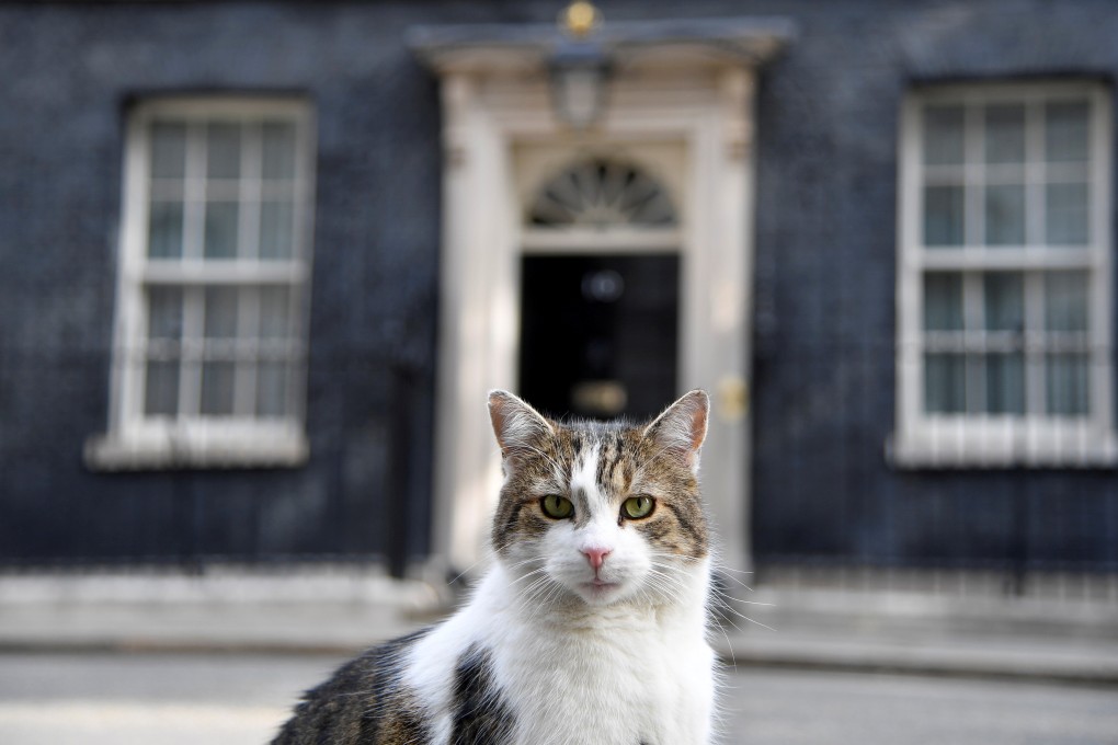 Larry, the Downing Street cat, sits outside the front door of 10 Downing Street, London. Photo: Reuters