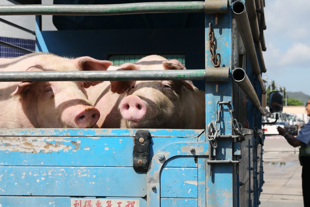 Pigs arriving at Sheung Shui slaughterhouse which resumed operations on Thursday morning. Photo: K.Y. Cheng