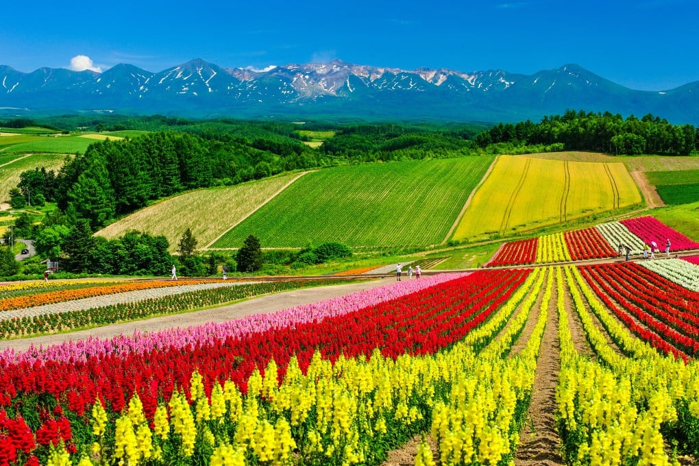 The fields of Shikisai-no-oka, a flower garden just outside Hokkaido’s capital Sapporo, in Japan. Photo: Shutterstock